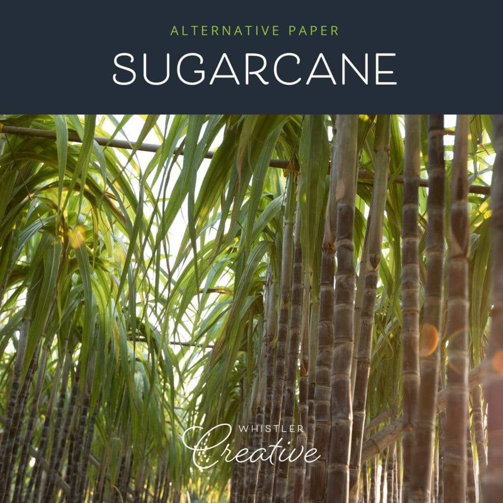 Sugar Cane - Sustainable Paper